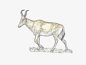 Hartebeest Prints: Illustration of Hartebeest (Alcelaphus buselaphus) walking on arid ground