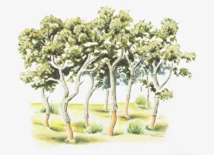 Morocco, North Africa Prints: Illustration of harvested Quercus suber (Cork Oak) trees in Morocco