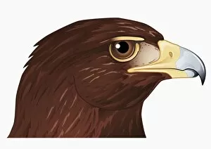 Illustration of Hawk head showing strong hooked beak