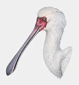 Images Dated 1st March 2010: Illustration of the head of an African spoonbill (Platalea alba)