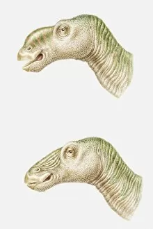 Illustration of the head of an Edmontosaurus, shown uttering its call, and in still position, late Cretaceous period