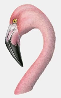 Illustration of the head of a Greater flamingo (Phoenicopterus roseus)