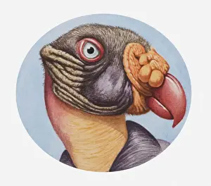 Vulture Prints: Illustration of the head of a King vulture (Sarcoramphus papa) with distinctive beak