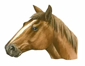 Images Dated 14th November 2008: Illustration of head of modern Horse (Equus caballus), profile
