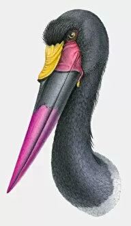 Images Dated 1st March 2010: Illustration of the head of a Saddle-billed stork (Ephippiorhynchus senegalensis)