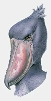 Images Dated 1st March 2010: Illustration of the head of a Shoebill (Balaeniceps rex)