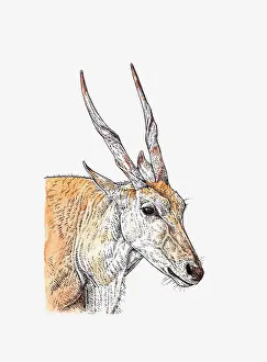 Cape Eland Prints: Illustration of head and shoulders of Common Eland (Taurotragus oryx)