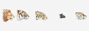 Leopard Gallery: Illustration of heads of wild and domestic cats seen in profile demonstrating evolutionary lineage