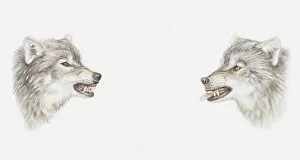 Illustration of the heads of two wolves growling at each other