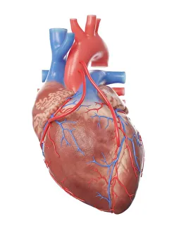 Images Dated 18th December 2018: Illustration of a heart with 2 bypasses