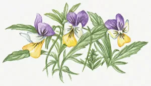 Plant Stem Gallery: Illustration of Heartsease (Viola tricolor), a wild pansy with purple