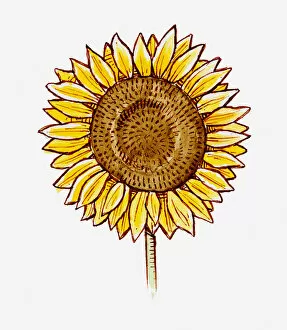 Images Dated 17th May 2011: Illustration of Helianthus annuus (Sunflower) flower head
