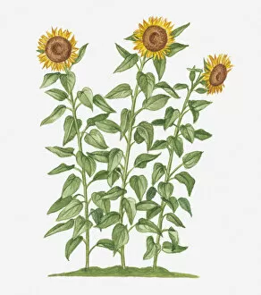 Images Dated 10th February 2012: Illustration of Helianthus annuus (Sunflower) bearing large yellow flowers on long stems