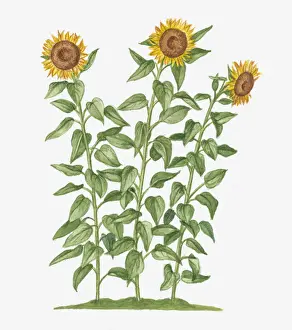 Long Prints: Illustration of Helianthus annuus (Sunflower) bearing large yellow flowers on long stems