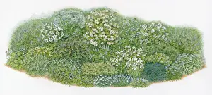 Flowerbed Prints: Illustration of herb plants and flowers in domestic garden mixed flowerbed
