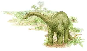 Green Prints: Illustration of a herbivorous diplodocus dinosaur feeding on leaves