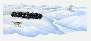 Illustration of herd of American Bison (Bison bison), wolf and owl in snow
