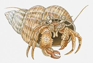 Illustration of Hermit Crab in shell
