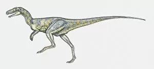 Images Dated 16th February 2010: Illustration of Herrerasaurus bipedal