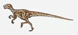 Images Dated 15th February 2010: Illustration of Heterodontosaurus bipedal dinosaur
