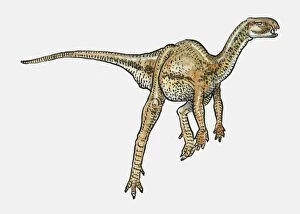 Images Dated 15th February 2010: Illustration of Heterodontosaurus ornithischian dinosaur