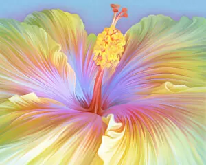 Illustration of Hibiscus flower