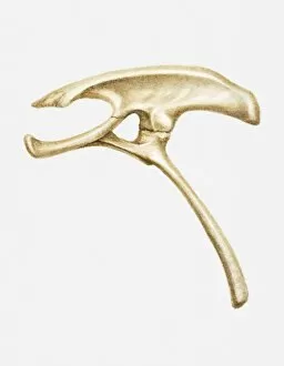 Images Dated 15th April 2010: Illustration of the hip bone of a Homalocephale dinosaur, late Cretaceous period