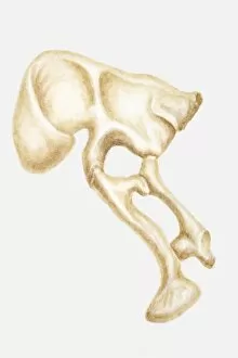 Images Dated 15th April 2010: Illustration of the hip bone of a Segnosaurus, a bipedal dinosaur, Cretaceous period