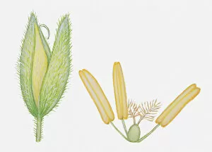 Images Dated 2nd June 2010: Illustration of Holcus lanatus (Yorkshire fog), whole grass flower head, and anther