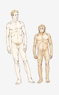 Images Dated 18th May 2011: Illustration of Homo sapiens and Homo habilis