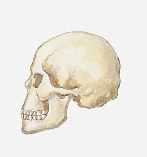 Illustration of Homo sapiens skull