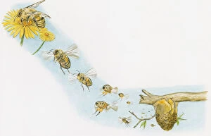 Pollination Gallery: Illustration of Honey Bee on flower and other worker bees flying to and from beehive with nectar