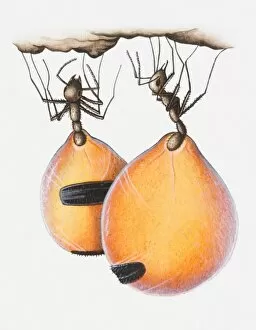 Illustration of Honeypot ants (Camponotus inflatus) with nectar stored in their abdomens