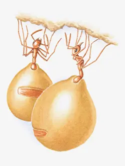Formicidae Prints: Illustration of honeypot ants with enlarged (plerergate) abdomen