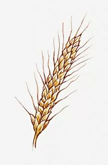 Images Dated 17th May 2011: Illustration of Hordeum vulgare (Barley) on stem, close-up