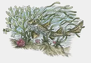 Spotted Prints: Illustration of Horn shark (Heterodontus francisci) swimming near ocean floor