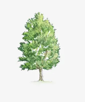 Illustration of Hornbeam (Carpinus) tree with green foliage