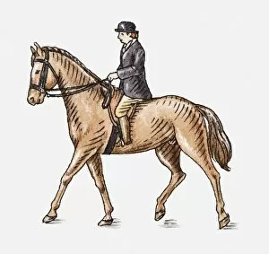 Horseback Riding Collection: Illustration of horse and rider, side view