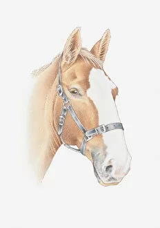 Images Dated 3rd January 2012: Illustration of a horses head