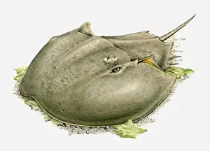 Ocean Floor Prints: Illustration of a Horseshoe crab (Limulidae) on the ocean floor