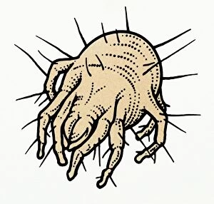 Symbiotic Relationship Collection: Illustration of House Dust Mite (Dermatophagoides pteronyssinus)