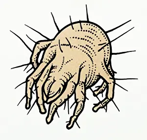 Ugliness Prints: Illustration of House Dust Mite (Dermatophagoides pteronyssinus)