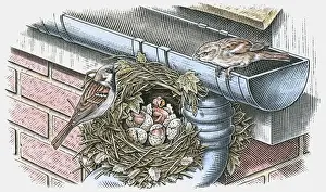 Four Animals Prints: Illustration of House Sparrow (Passer domesticus) nesting below roof gutter