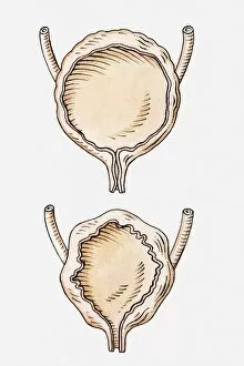 Images Dated 23rd April 2010: Illustration of full and empty human bladder