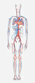 Blood Flow Prints: Illustration of human cardiovascular system