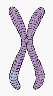 Physiology Prints: Illustration of human chromosome showing chromatid, centromere, short arm and long arm