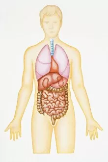 Images Dated 23rd April 2008: Illustration of human digestive and respiratory systems