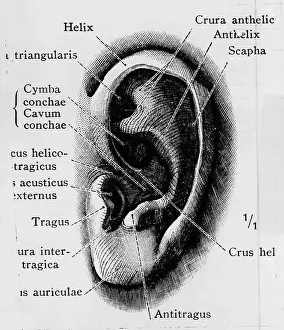 Ears Prints: Illustration Of Human Ear