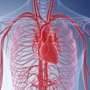 Images Dated 20th December 2018: Illustration of the human heart