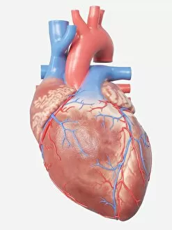 Images Dated 18th December 2018: Illustration of the human heart anatomy